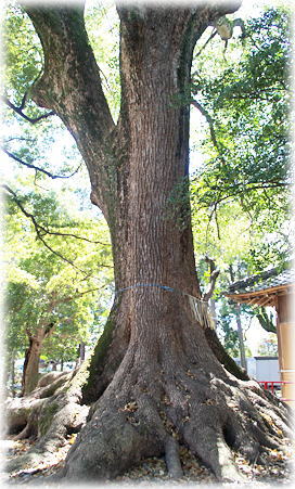 �摜�F���V�c�{��_�Ђ̃N�X�m�L