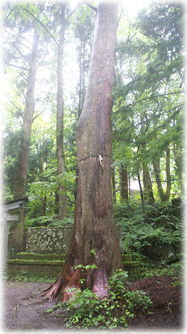 画像:十和田神社のネズコ 画像:十和田神社のネズコ