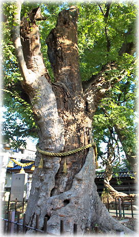 画像:土室白山神社のケヤキ 画像:土室白山神社のケヤキ