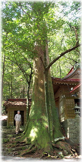 画像:有東木白髭神社の大スギ(幹と並ぶ)