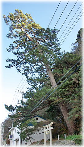 �摜�F�ȒÌ��_�Ђ̃N���}�c�i�S�i�j