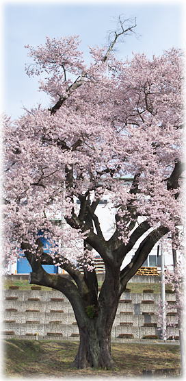 画像:古山王の種蒔桜 画像:古山王の種蒔桜