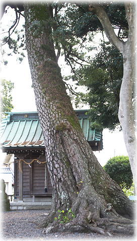 画像:焼津須賀神社のクロマツ 画像:焼津須賀神社のクロマツ