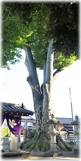 画像:山田町稲荷神社のケヤキ(幹と並ぶ)