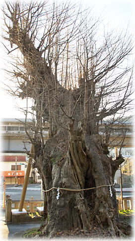 画像:五所神社の銀杏 画像:五所神社の銀杏