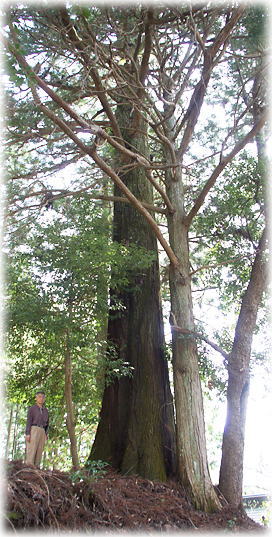 画像:赤羽根天神社のスギ(幹と並ぶ)