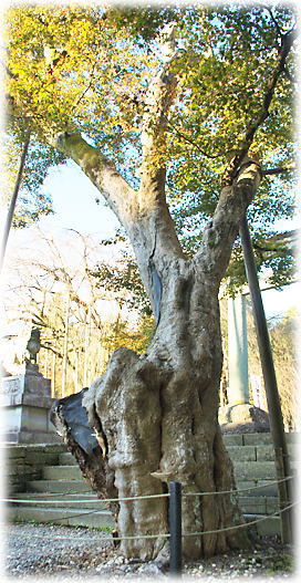 画像:足羽神社のタカオモミジ 画像:足羽神社のタカオモミジ