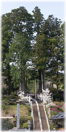 画像:田峰観音の鳥居杉 画像:田峰観音の鳥居杉