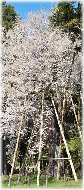 �摜�F��O�V�̖؂����U�N��