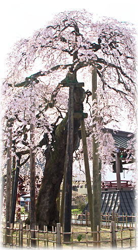 画像:円東寺の糸桜_1 画像:円東寺の糸桜_1