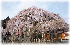 画像:円東寺の糸桜_2 画像:円東寺の糸桜_2