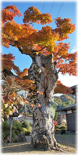 画像:重盛家のモミジ 画像:重盛家のモミジ
