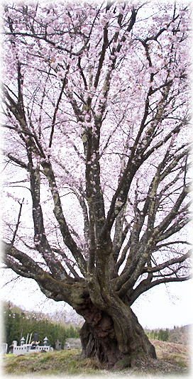 画像:天王桜_1 画像:天王桜_1