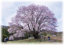 画像:天王桜_2 画像:天王桜_2
