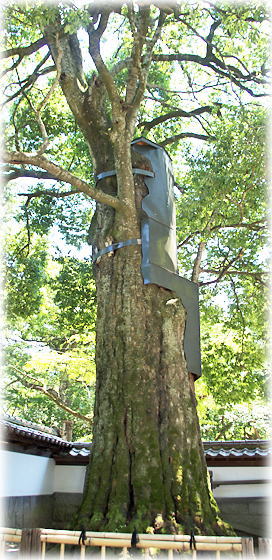 画像:医王寺のシラカシ 画像:医王寺のシラカシ