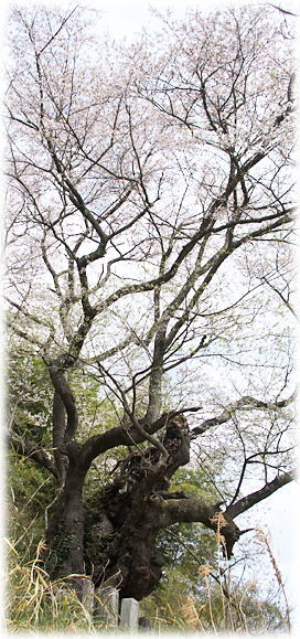 画像:駒ヒメ桜 画像:駒ヒメ桜