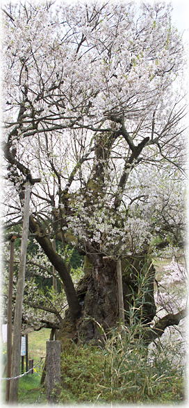 画像:古谷ノ入のアズマヒガン桜 画像:古谷ノ入のアズマヒガン桜