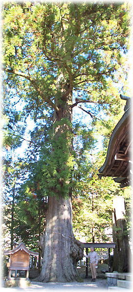 画像:森八幡神社の夫婦杉(幹と並ぶ)