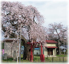 画像:西郷の夫婦桜_1 画像:西郷の夫婦桜_1