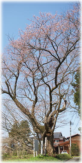 画像:小見のサクラ 画像:小見のサクラ