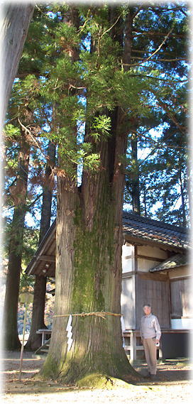 �摜�F���ђ����R�_�Ђ̃X�M�i���ƕ��ԁj