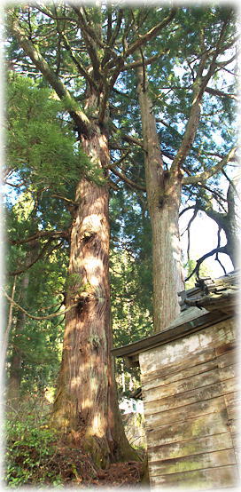 画像:下原八幡宮のスギ 画像:下原八幡宮のスギ