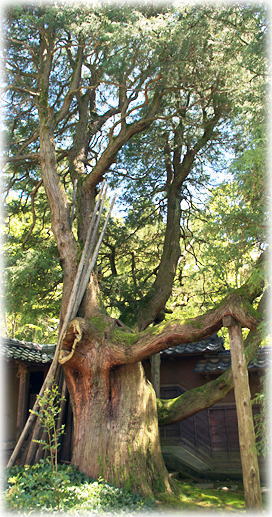 �摜�F�k�����������ق̃C�g�q�o