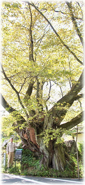 �摜�F�c�l�̐Ί����i���ƕ��ԁj