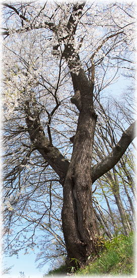 画像:戸ノ口堰の桜 画像:戸ノ口堰の桜