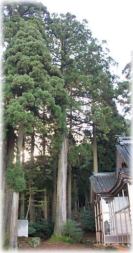 画像:都久波禰神社のスギ 画像:都久波禰神社のスギ