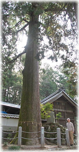 画像:八名井神社のスギ(幹と並ぶ)
