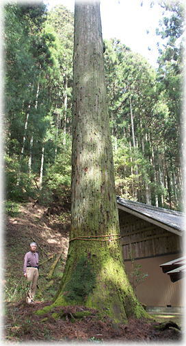 画像:保永貴船神社のスギ(幹と並ぶ)