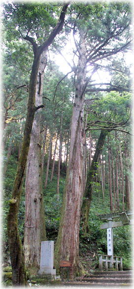 画像:蔵王権現の泰澄杉 画像:蔵王権現の泰澄杉