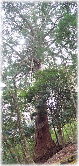 画像:阿波八幡神社のスギ 画像:阿波八幡神社のスギ