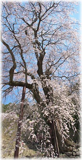 画像：赤和観音のしだれ桜