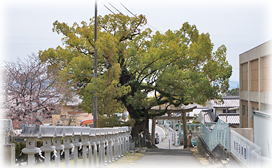 画像:安倉八幡の大樟 画像:安倉八幡の大樟