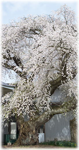 画像:阿弥陀堂の桜 画像:阿弥陀堂の桜