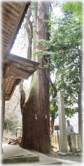 画像:千磐神社のスギ(幹と並ぶ) 画像:千磐神社のスギ(幹と並ぶ)