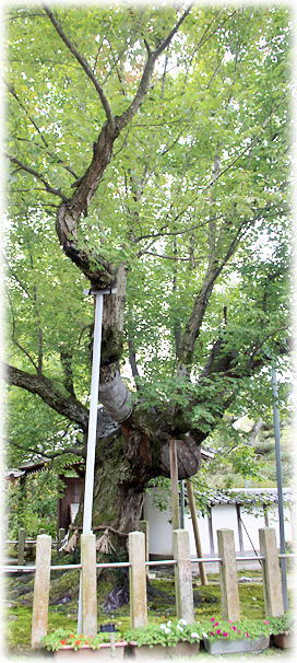 画像:長光寺のハナノキ 画像:長光寺のハナノキ
