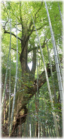 画像:富久能神社のスダジイ 画像:富久能神社のスダジイ