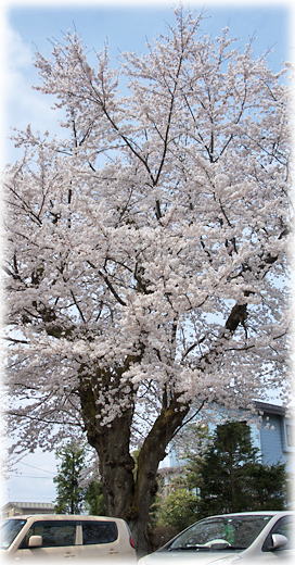 画像:東小千谷小学校の桜 画像:東小千谷小学校の桜