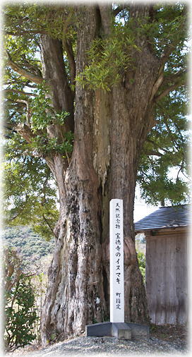 画像:宝徳寺のイヌマキ 画像:宝徳寺のイヌマキ