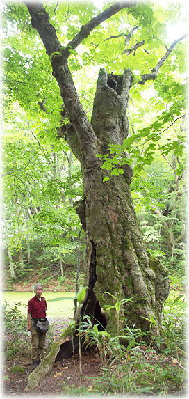 �摜�F�Z�\���̃g�`�m�L�i���ƕ��ԁj