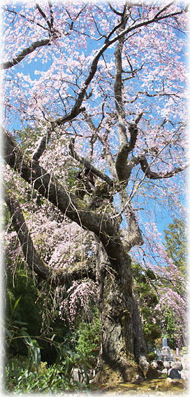 画像:興徳寺の枝垂れ桜 画像:興徳寺の枝垂れ桜