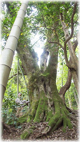 画像:大原八坂神社のシイB(幹と並ぶ)