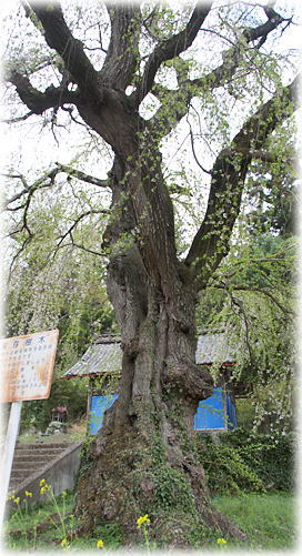 画像：蟹原神社のしだれ桜