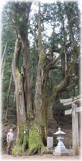 画像:片塚谷の宮の大スギ(幹と並ぶ)