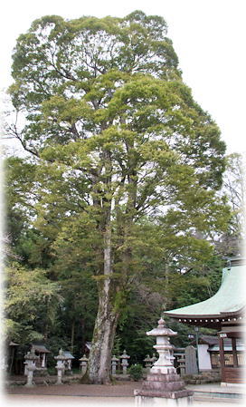 画像:河桁御河辺神社のケヤキA 画像:河桁御河辺神社のケヤキA