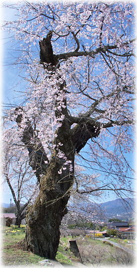 画像：小林の観音桜