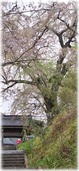 画像:光林寺の桜 画像:光林寺の桜